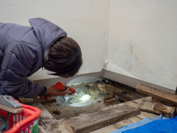 Best Attic Mold Removal  in Fort Totten, ND